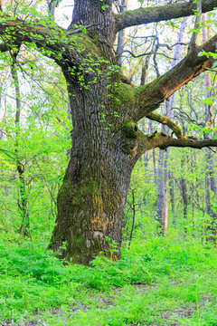 old oak tree in green forest