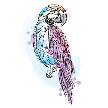 Multicolored parrot vector.