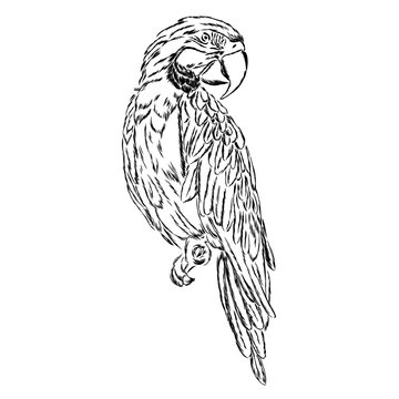 A parrot. Vector illustration.