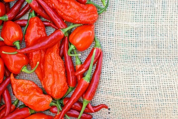 An assortment of thai dragons, bhut jolokia, scotch bonnet peppers on a burlap background with room for text