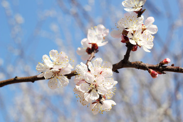 blossoming apricot against the blue sky