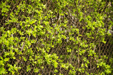 The bushes and the fence