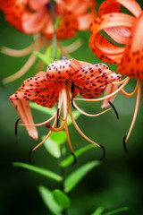 Garden tiger lilies, Lilium lancifolium, syn. L. tigrinum, summe
