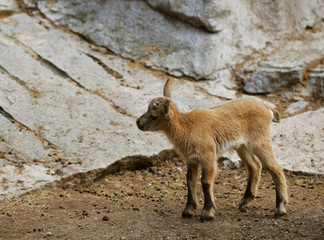 Naklejka na ściany i meble little baby goats on field in spring 