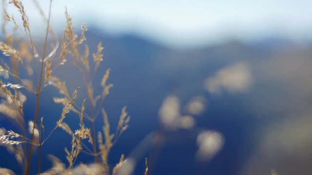 Summer wind moving grass with mountains in the background