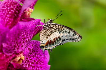 Fototapeta na wymiar Closeup butterfly on flower blossom