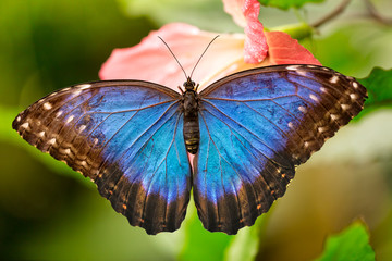 Closeup butterfly on flower blossom