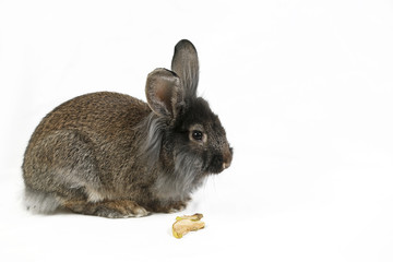 Rabbit chewing on an apple
