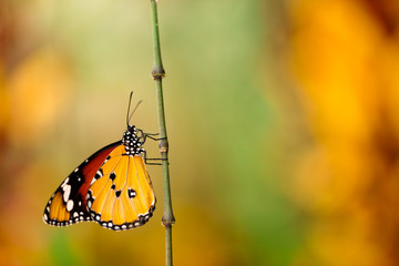 Closeup butterfly on flower blossom