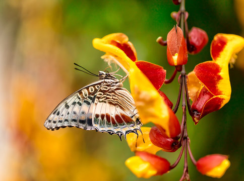 Closeup butterfly on flower blossom