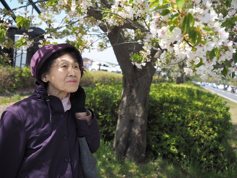 桜と80歳の母