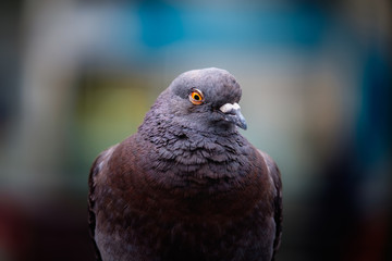 Closeup Pigeon with nice bokeh in japan