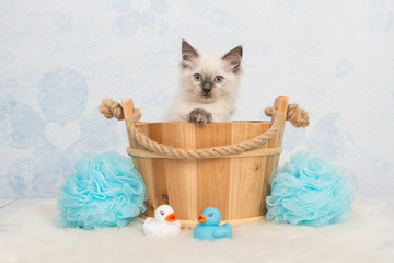 Cute rag doll kitten cat in a wooden basket with blue bathroom details