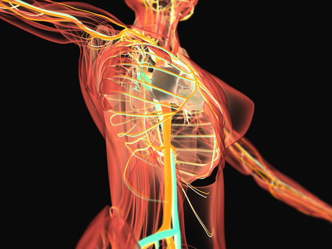 3d illustration,vascular,system,heart,human,health,anatomy,illustration,body,blood,artery,cardiology,biology,science,flow,medical,vein,cardiovascular,healthy,circulation,medicine,aorta,pulmonary,xray