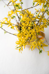 forsythia