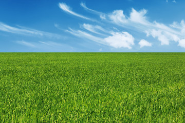 Obraz premium Green meadow background