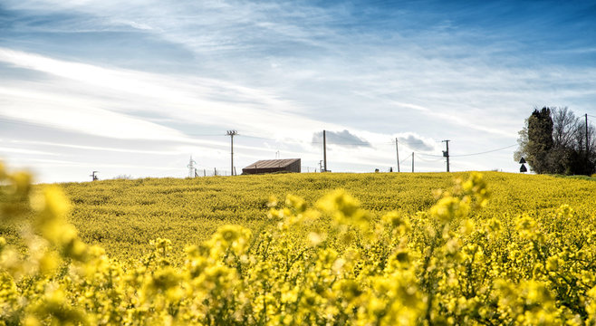 Campo di Colza in fiore