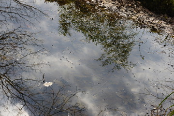 Spiegelungen im Teich