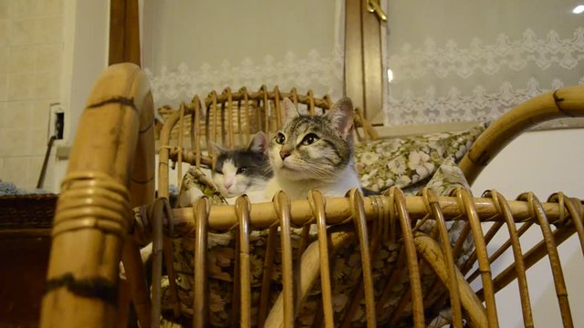 Schaukelstuhl Chaise &agrave; bascule Mecedora Rocking chair Sedia a dondolo Cadeira de balan&ccedil;o Keinutuoli Кресло-качалка Gungstol Balansoar ロッキングチェア כיסא נדנדה