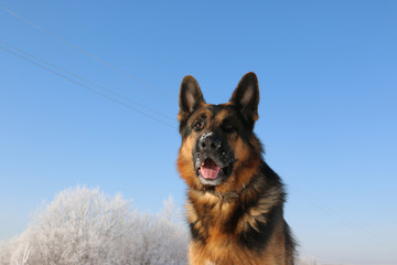 German shepherd dog is guarding an important object