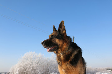 German shepherd dog is guarding an important object
