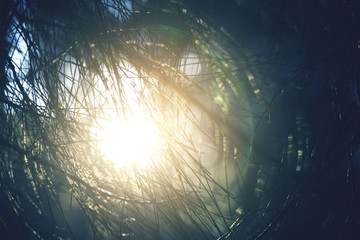 Fototapeta premium Sun shine pine tree leaf vintage background