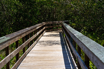 Railed wooden boardwalk in florida