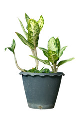 Houseplant in pot on white background