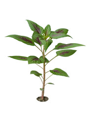 young tree in plant on white background