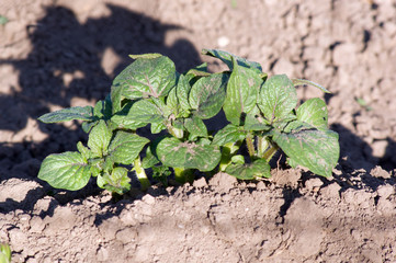 The potato plant.