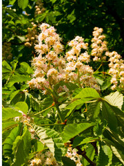 Chestnut (Castanea vesca) flower