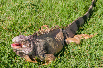 Рептилия на траве