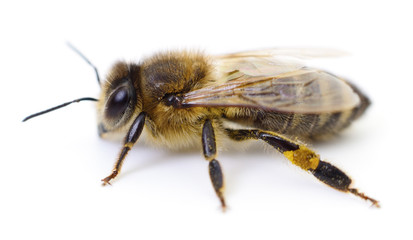 Bee on white.