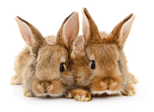 Two brown rabbits.