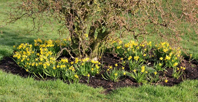 Springtime flower bed, with hazel shrub surrounded by daffodils,  Corylus avellana 'Contorta'