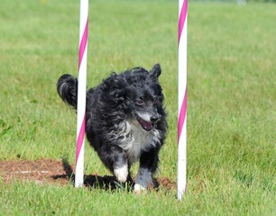 Mixed-Breed Dog at Agility Trial