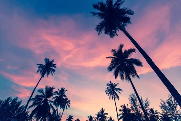 Poster de jardin Mer / coucher de soleil Silhouettes de palmiers contre le ciel au crépuscule.