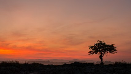 Fototapeta na wymiar Time lapse tree and meadow at dawn 