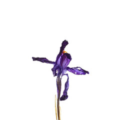 Obraz premium Dried crocus - Saffron