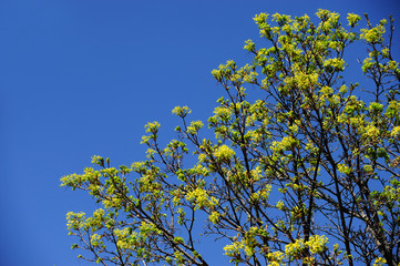 tree branch sprout in spring