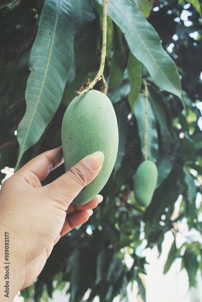 Wall mural selfie of hand with mango on tree