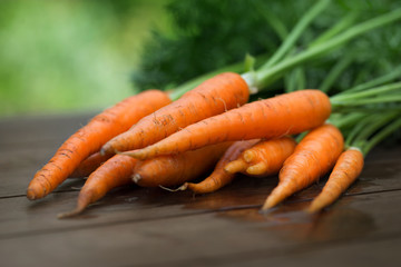 Fresh carrot crop in the garden outdoors