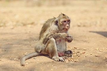 Portrait of monkey - eating, playing