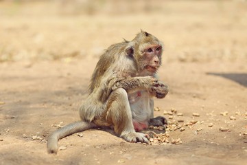Fototapeta premium Portrait of monkey - eating, playing