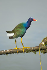 Purple Gallinule