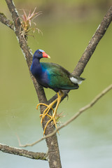 Purple Gallinule
