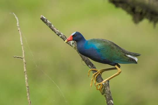 Purple Gallinule © yoderphotography