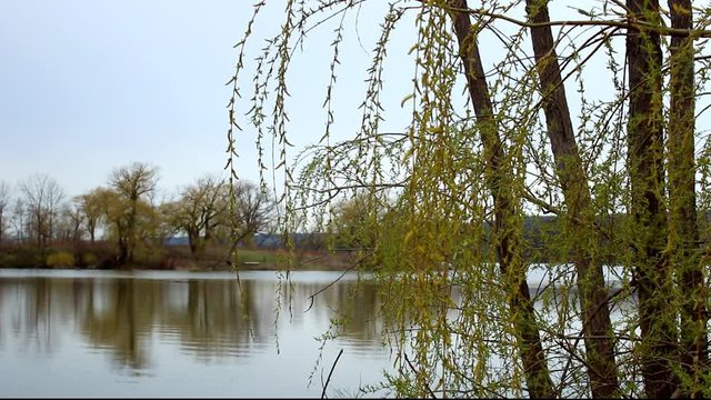 Willow trees in front of calm water in Princess Point Cootes Paradise Sanctuary along Waterfront Trail in Royal Botanical Gardens in Hamilton, Ontario, Canada