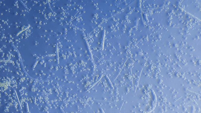 Pond Ecosystem Bacterium Moving 800x microscope. 10 minute Time Lapse
