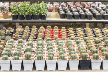 Cactus plants inside nursery